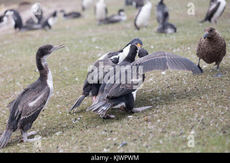 Nach König Kormoran Fütterung Küken Stockfoto