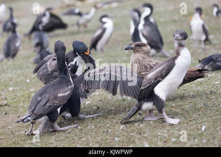 Nach König Kormoran Fütterung Küken Stockfoto