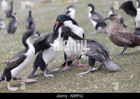 Erwachsene König Kormoran füttern Küken Stockfoto