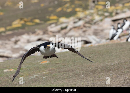 Nach imperial Kormoran fliegen Stockfoto