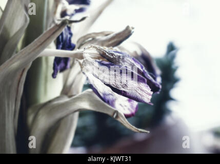 Schönheit trockene Tulip fade wie Symbol der Zeit Stockfoto