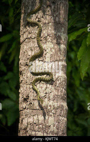 Golden tree snake auf einem Baum in Laos. Stockfoto