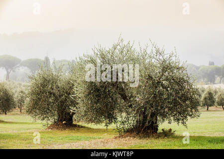 Alte Olivenbäume, Herbst in der Toskana, Italien. Stockfoto