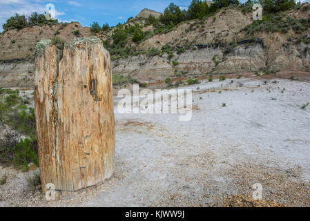 Versteinerter Baum, Theodore Roosevelt NP, N.Dakota, USA, von Bruce Montagne/Dembinsky Foto Assoc Stockfoto