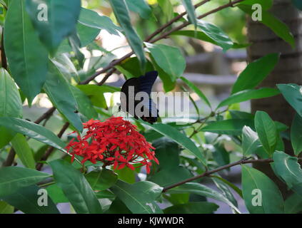 Blau und Schwarz Butterfly landete auf einer roten Blume in einem Garten von Thailand, an einem Sommertag. Stockfoto