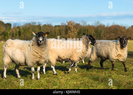 Drei Schafe auf Hemingford Wiese, Cambridgeshire, England, UK. Stockfoto