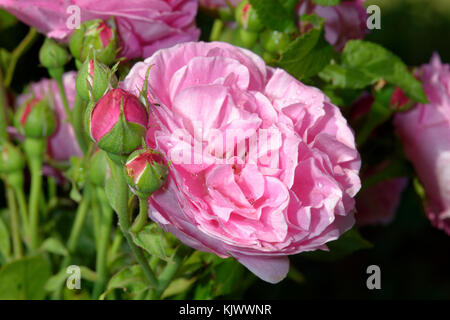 'Louise Odier' ist auch bekannt als 'Madame de Stella'. Es ist rosa mit einem starken Duft. Gezüchtet von Jacques-Julien Margottin père (Frankreich, 1851). Stockfoto