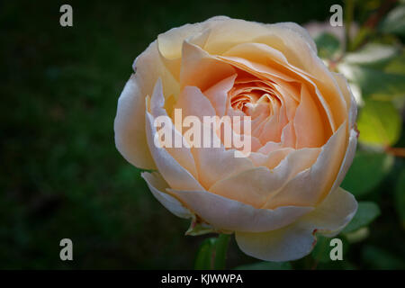 David C. H. Austin züchtete diese wunderschöne apricot, cremefarbene Englische Rose in Großbritannien mit 1989. Es hat einen starken Duft. Stockfoto