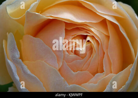 Der Name dieses englischen Old Rose Hybrid ist 'Jude the Obscure'. Stockfoto