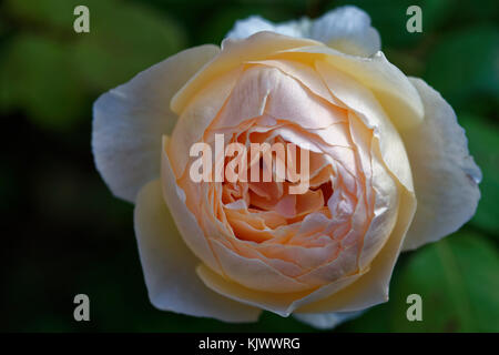 David C. H. Austin züchtete diese wunderschöne apricot, cremefarbene Englische Rose in Großbritannien mit 1989. Es hat einen starken Duft. Stockfoto