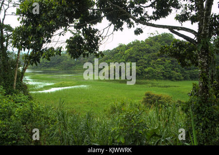 Die Ufer des Arenal Sees in Costa Rica sind voll mit dichten Wäldern bedeckt. Gras wächst im flachen Wasser. Eine malerische Aussicht. Stockfoto