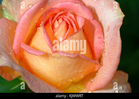 Diese Rose mit dem Namen 'Fantasia Mondiale Freelander' wurde von Karsten Schmidt entdeckt und im Jahr 2006 von Kordes und Sons auf den deutschen Markt gebracht. Die Farbe ist lachsorange. Es riecht nicht, aber die Blüte ist schön. Stockfoto