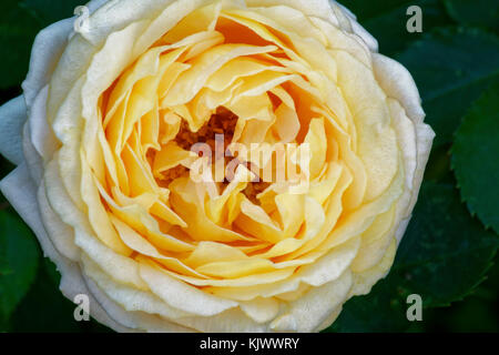 'Dany Hahn' ist eine Rose mit weißer, rosa Mitte. Es ist mäßig Aprikose oder Pfirsich und hat etwa 50 bis 60 Blütenblätter. Sie blüht in Büscheln in einem Frühling oder Sommer bündig mit später verstreuten Blüte. Stockfoto