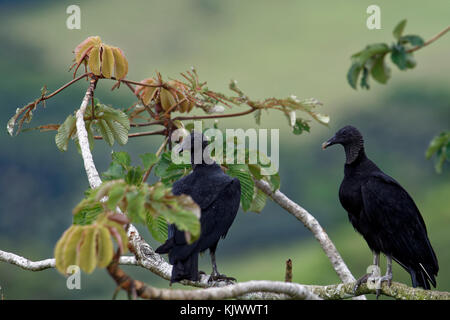 Zwei schwarze Geier (Coragyps atratus) sitzen auf einem Ast und beobachten die Umgebung. Diese Geier gehören zur Familie der Geier der Neuen Welt, deren Reichweite sich von den südöstlichen Vereinigten Staaten bis nach Zentralchile und Uruguay in Südamerika erstreckt. Mit einer Flügelspannweite von 1.5 m (4.9 ft) ist der Schwarzgeier ein großer Vogel, der für einen Geier jedoch relativ klein ist. Sie hat schwarzes Gefieder, einen federlosen, grau-schwarzen Kopf und Hals und einen kurzen, eingehackten Schnabel. Stockfoto