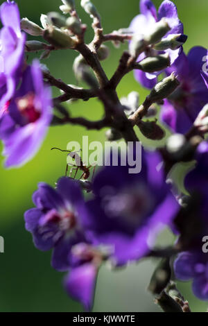 Blühende Pflanzen (Angiospermae) (Ectatomima tuberculatum) Stockfoto