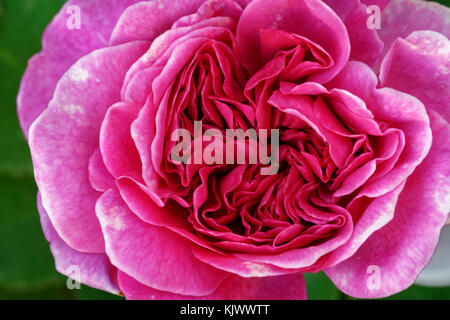 Der britische Züchter David Austin brachte 1997 'Sophy's Rose' auf den Markt. Die Rosettenblüte mit bis zu 50 Blütenblättern ist typisch für eine 'Englische Rose'. Blüht in Flushes während der Saison. Stockfoto