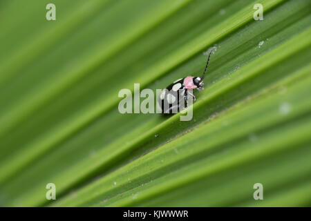 (Omophoita aequinoctialis) Stockfoto