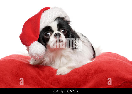 Schönen japanischen Kinn Hund in einem Santa Hut liegt auf einer roten flauschigen Bettdecke - auf weißem Hintergrund Stockfoto