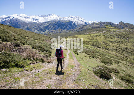 Eine weibliche Wanderer zu Fuß auf eine Spur in den Ausläufern der Picos de Europa in der Nähe von Pandielo im Norden Spian Stockfoto