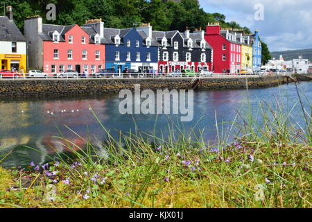 Zarte Blumen und bunten Cottages in Tobermory, Schottland Stockfoto