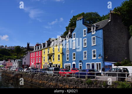 Zarte Blumen und bunten Cottages in Tobermory, Schottland Stockfoto