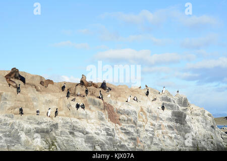 Eine Gruppe von Robben und Seelöwen im Beagle Kanal in der Nähe von Ushuaia, Feuerland, Argentinien. Stockfoto