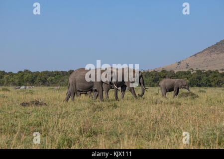 Große Elefantenherde bewegt durch die Savanne, Zebras im Hintergrund, Oktober 2017, Masai Mara, Kenia, Afrika Stockfoto