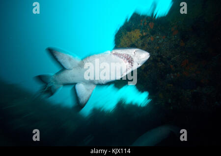 Zerklüfteter Zahnhai, auch Sand-Tigerhai oder grauer Ammenhai genannt. Protea Banks, KuaZulu Natal, Südafrika. Stockfoto