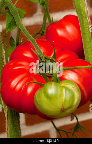 Ein Rindfleisch Tomaten auf der Rebe Stockfoto