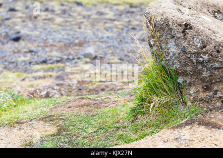 Reisen nach Island - Gras an Lavafeld auf dyrholaey Halbinsel, in der Nähe von Vik i myrdal Dorf am Atlantik Südküste in Katla Geopark im September Stockfoto