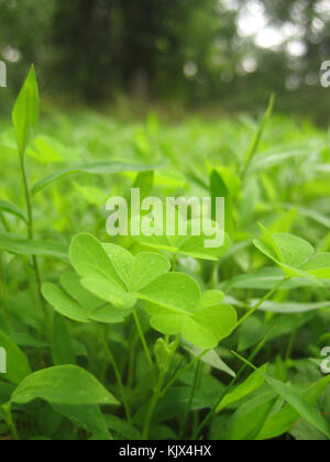 Oxalis stricta Blätter Stockfoto