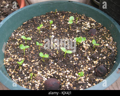 Ein Foto mit Papaya-Setzlingen, das die frühen Stadien des Papaya-Anbaus zeigt. Dieses Bild zeigt den Wachstumsprozess der Papaya-Pflanze, einer tropischen Frucht, die in warmen Klimazonen weit verbreitet angebaut wird. Stockfoto
