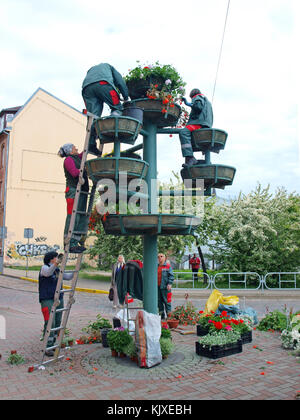 Liepaja, Lettland - 2. Juni 2015: Gemeinde Arbeiter Frauen arrangiert Blumen in Töpfe, die ursprüngliche Straße eingerichtet. Stockfoto