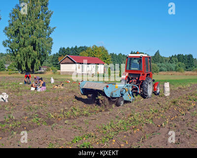 NICA, LETTLAND - 29. AUGUST 2015: Auf dem Kartoffelfeld arbeitet zwei Furchen Kartoffelbagger mit Schüttelketten, angetrieben von einem roten russischen Gartentraktor T-25. Stockfoto