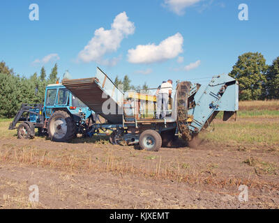 NICA, LETTLAND - 29. AUGUST 2015: Mann und Frau stehen auf einem fahrzeugbetriebenen Kartoffelernter und sortieren Kartoffeln von Steinen und Boden. Stockfoto