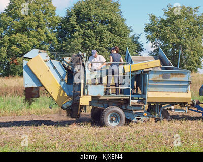 NICA, LETTLAND - 29. AUGUST 2015: Mann und Frau stehen auf einem fahrzeugbetriebenen Kartoffelernter und sortieren Kartoffeln von Steinen und Boden. Stockfoto