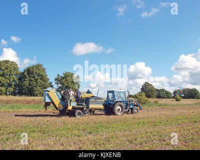 NICA, LETTLAND - 29. AUGUST 2015: Auf dem Feld arbeitet ein Traktor mit einer Furche Kartoffelernter. Stockfoto