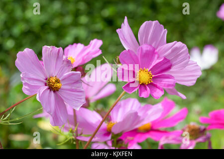 Tolle Aussicht von bunten Kosmos rosa Blüte im garten landschaft natur Sommer oder Frühling. Schließen bis Frühjahr cosmos Blumen Hintergrund im nat Stockfoto