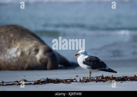 Kelp Möwe (Larus dominicanus) an einem Sandstrand auf sea lion Island auf den Falklandinseln. Männliche südlichen elephant Seal im Hintergrund. Stockfoto