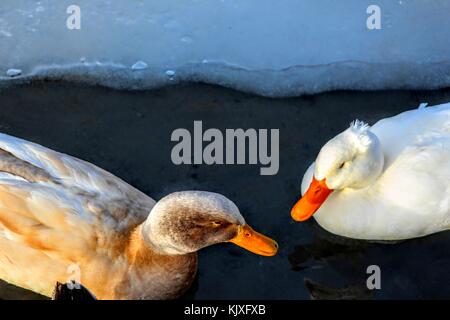 Enten auf einem vereisten See schwimmen und fliegen über es. Stockfoto