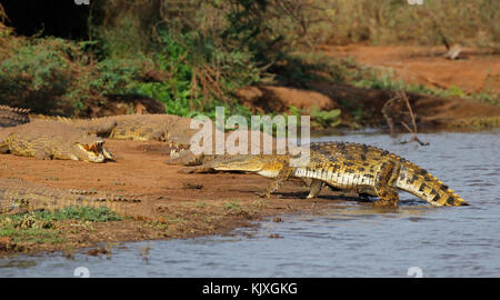 Nilkrokodile (Crocodylus Niloticus) Aalen, Krüger Nationalpark, Südafrika Stockfoto