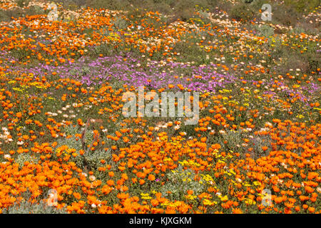 Bunte Blumen, Namaqualand, Südafrika Stockfoto