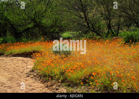 Bunte Blumen, Namaqualand, Südafrika Stockfoto