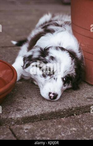 Junge Australian Shepherd Dog auf dem Boden liegend Stockfoto