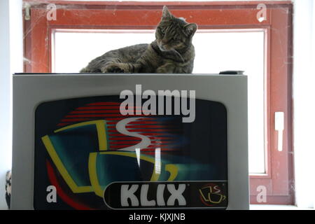 Magdeburg, Deutschland - 23 April 2016: eine freche Katze liegt auf einem Getränkeautomaten. Stockfoto