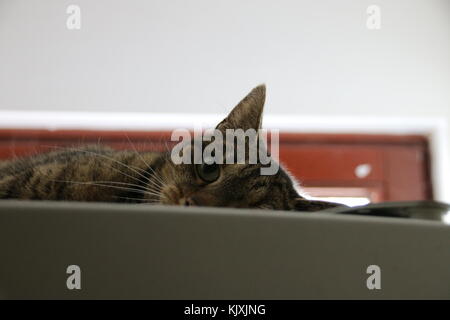 Magdeburg, Deutschland - 23 April 2016: eine freche Katze liegt auf einem Getränkeautomaten. Stockfoto