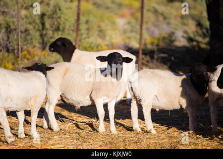 Dorper Schafe rams auf einer dorper Schafe Gestüt in der tankwa Karoo in Südafrika Stockfoto