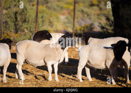 Dorper Schafe rams auf einer dorper Schafe Gestüt in der tankwa Karoo in Südafrika Stockfoto