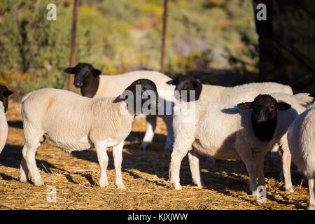 Dorper Schafe rams auf einer dorper Schafe Gestüt in der tankwa Karoo in Südafrika Stockfoto