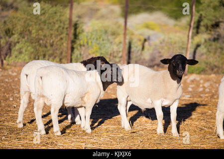 Dorper Schafe rams auf einer dorper Schafe Gestüt in der tankwa Karoo in Südafrika Stockfoto